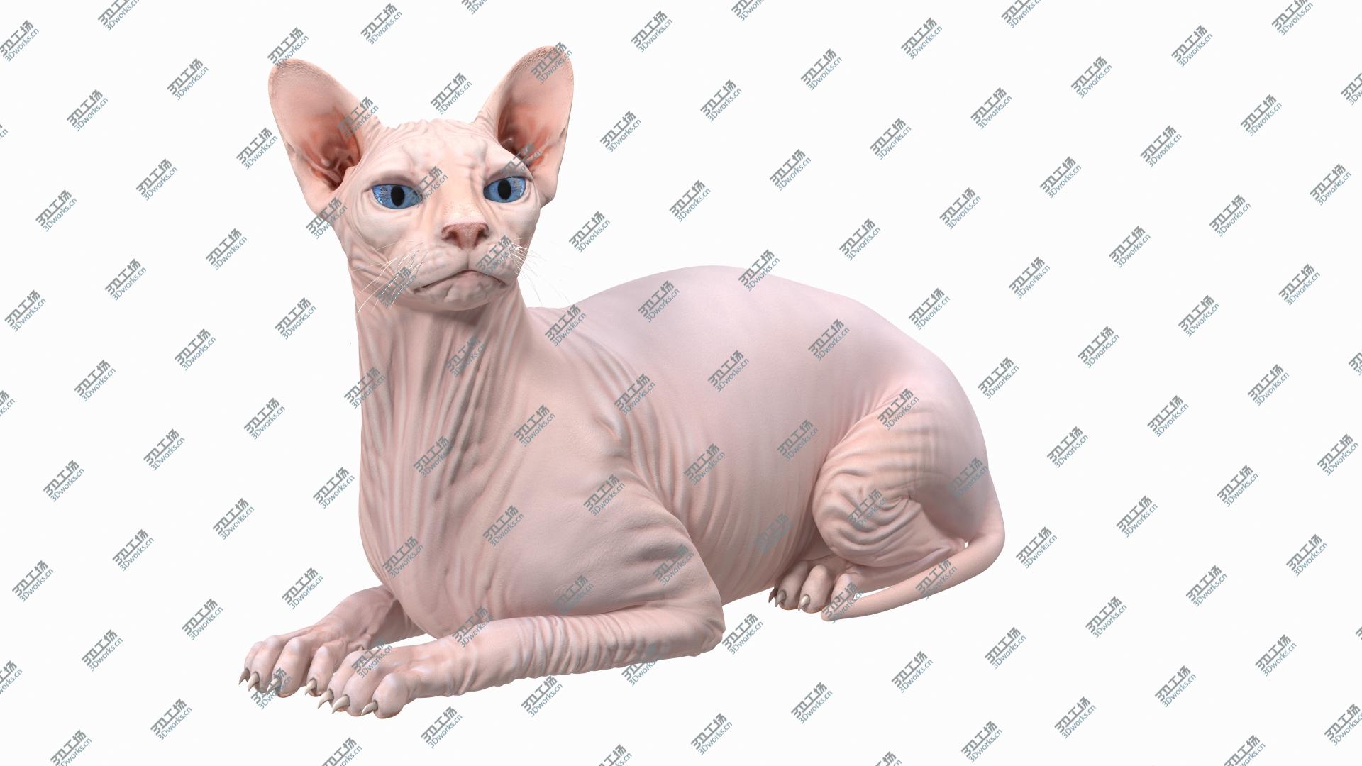 images/goods_img/20210319/Cream White Sphynx Cat Lying Pose 3D model/3.jpg
